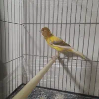 قناری  نر و ماده