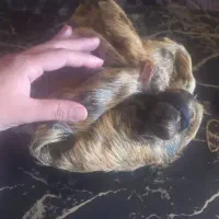 هیزه جای روغن