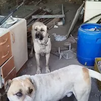 یک جفت سگ نر و ماده|سگ|چناران, |دیوار