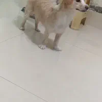 سگ اشپیتز|سگ|مشهد, امیر|دیوار