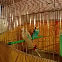 فروش مرغ عشق مولد و سه جوجه ی دوماهه