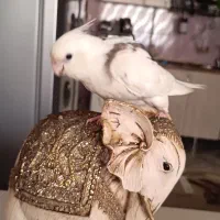 عروس هلندی
