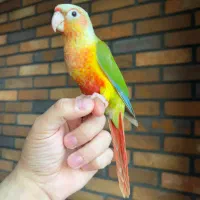 گرینچیک آناناسی اکستریم رد