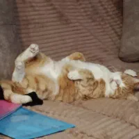 پانسیون گربه