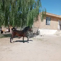 کره مادیان|اسب و تجهیزات اسب‌سواری|میاندوآب, |دیوار