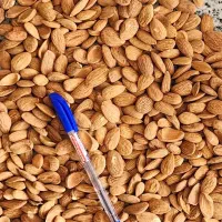 خرید و فروش بادام سنگی شاهرودی و ...