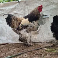 خروس برهما ۲ ساله