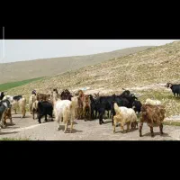 ۱۴ بز و ۱۴ چپیش