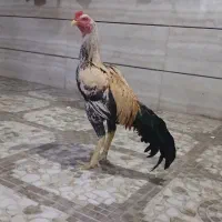 خروس لاری