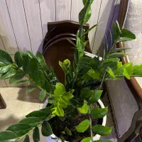 زاموفیلیا بزرگ