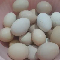 تخم مرغ کردی نطفه دار