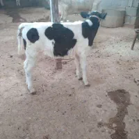 گاو و گوساله|حیوانات مزرعه|گتوند, |دیوار