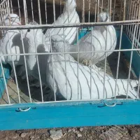 ۵ عدد کبوتر سفید کاکلی و پاپر و ۴ عدد سرخ راعبی