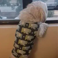 گمشده سگپاپی