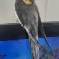 گم شده عروس هلندی ب اسم مربا