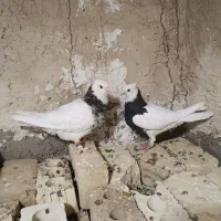 جفت طوق شازده ای هفت رنگ معاوضه هم دارم|پرنده|شیراز, بهارستان|دیوار