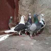 کفتر کبوتر پلاکی قوره ای مسافتی سبز ابلغ دوکت