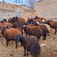 پای پروار|حیوانات مزرعه|سجاس رود, |دیوار