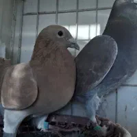 پلاکی رنگ|پرنده|بندر ماهشهر, |دیوار