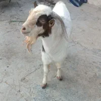 قناری