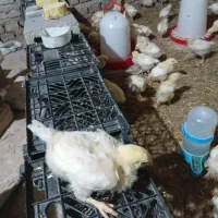 جوجه گوشتی ۲۶ روزه