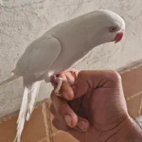 طوطی ملنگو سفید ماده