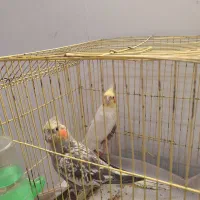 عروس هلندی نر و ماده|پرنده|لنگرود, |دیوار