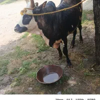ورزا چالوسی آث
