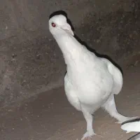 کفتر|پرنده|قائن, |دیوار