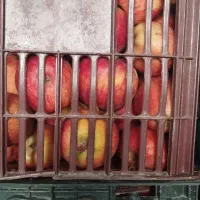 سیب درجه2قرمز و سفید|خوردنی و آشامیدنی|اشنویه, |دیوار