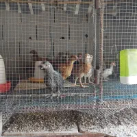 جوجه مرغ ۱روزه و ۱۵و۳۰روزه|حیوانات مزرعه|نگین شهر, |دیوار