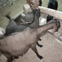 بز ماده آبستن پاکستانی و مورسیا و بز نر آلپاین