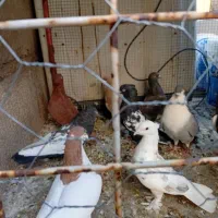 کفتر بهبهانی شهری|پرنده|شیراز, شهرک مهرگان|دیوار