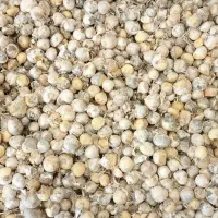 فروش موسیر کوهی