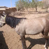 اسب مادیان