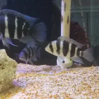 فرانتوزا|ماهی|خرمشهر, |دیوار