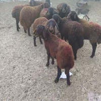 تعداد ۰ا راس بره ماده|حیوانات مزرعه|فریمان, |دیوار