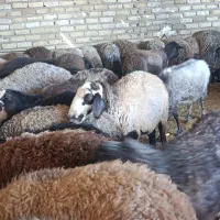 گوسفند شالی جوان ابستن شیشک ومیش|حیوانات مزرعه|هشتگرد, ینگی امام|دیوار