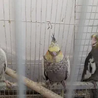 فروش عروس هلندی|پرنده|مشهد, چهارچشمه|دیوار