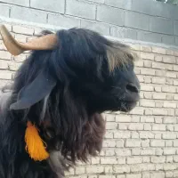 بره نر قوچی   کهره  بز  میش  قوچ|حیوانات مزرعه|شیراز, گویم|دیوار