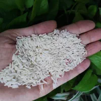 برنج طارم هاشمی فریدوکنار،فجر طلایی گرگان ،عنبربو
