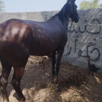 اسب مادیان ابستن