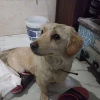 سگ اسپیتزر پیدا شده