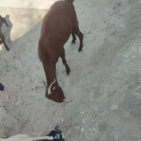 بز فروش|حیوانات مزرعه|نیک شهر, |دیوار