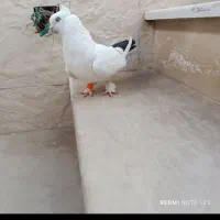 کفتر جفت دم سیاه نر ماده مهر استثنایی فوری