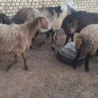 قوچ|حیوانات مزرعه|خنجین, |دیوار