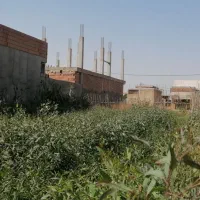 نهال اکالیپتوس پاکتی|خدمات باغبانی و درختکاری|علی‌آباد کتول, |دیوار