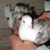 کفتر پرشی درجه یک