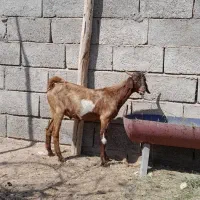 بز آمریکایی کهر نر و بوقلمو
