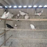 تعداد 20 تا کبوتر یکجا